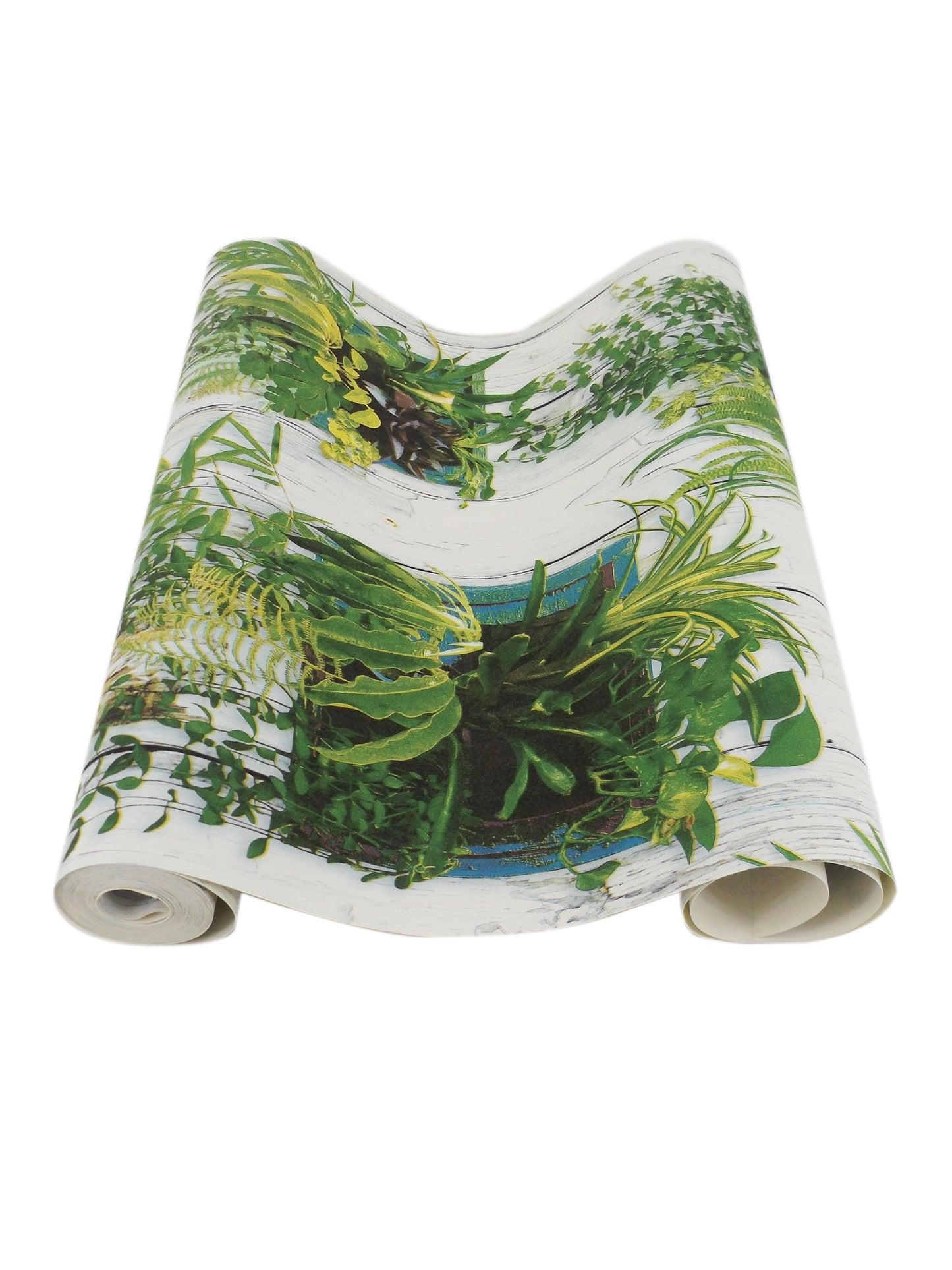 Plantas Decorativas