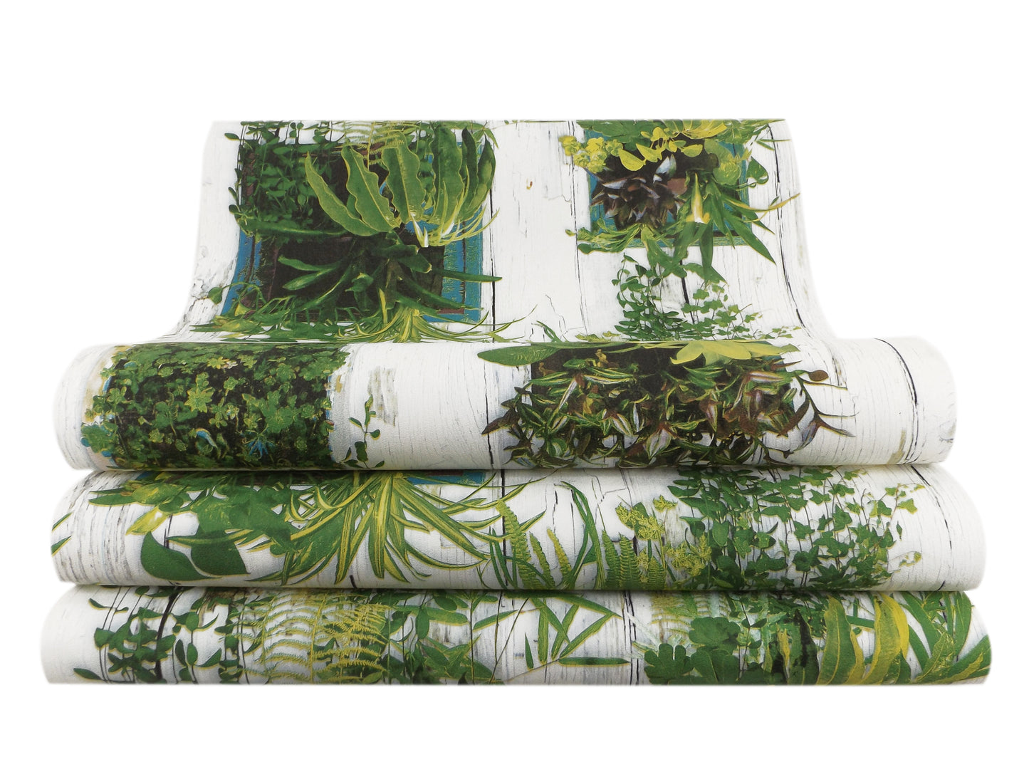 Plantas Decorativas